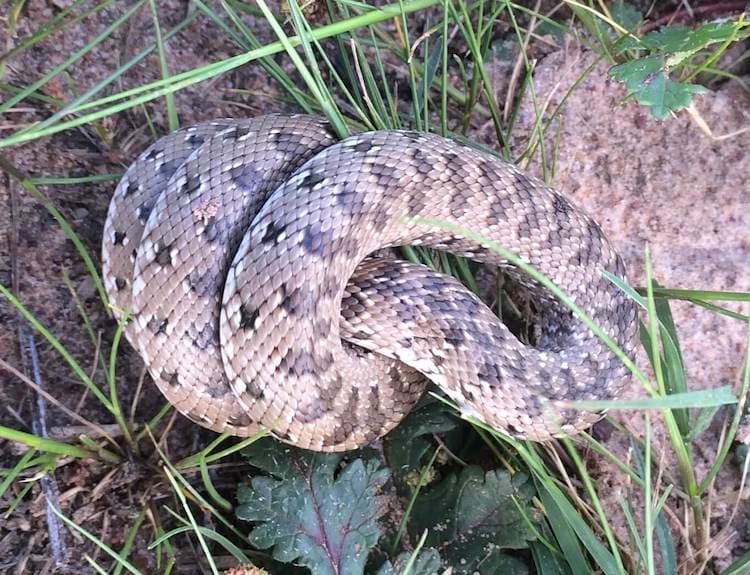 A Spotted Skaapsteker coiled up on itself.