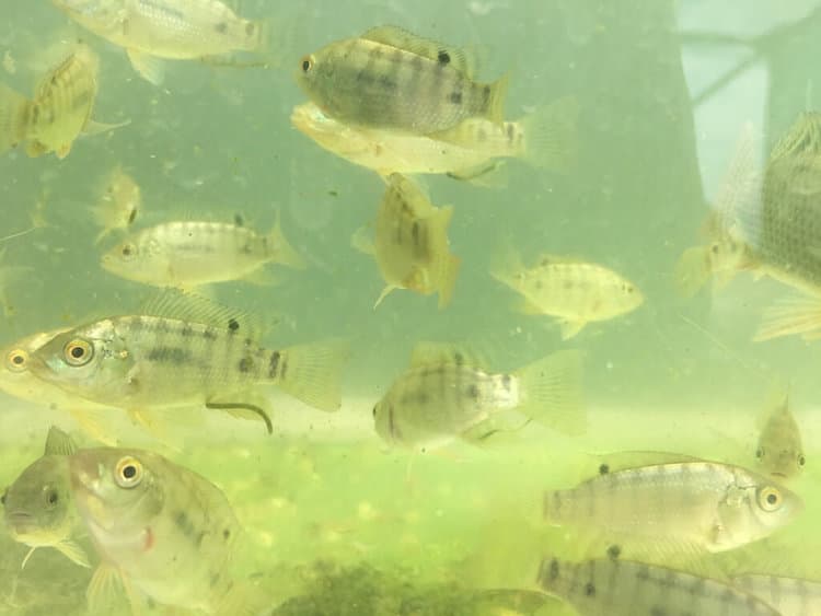 Juvenile Nile tilapia